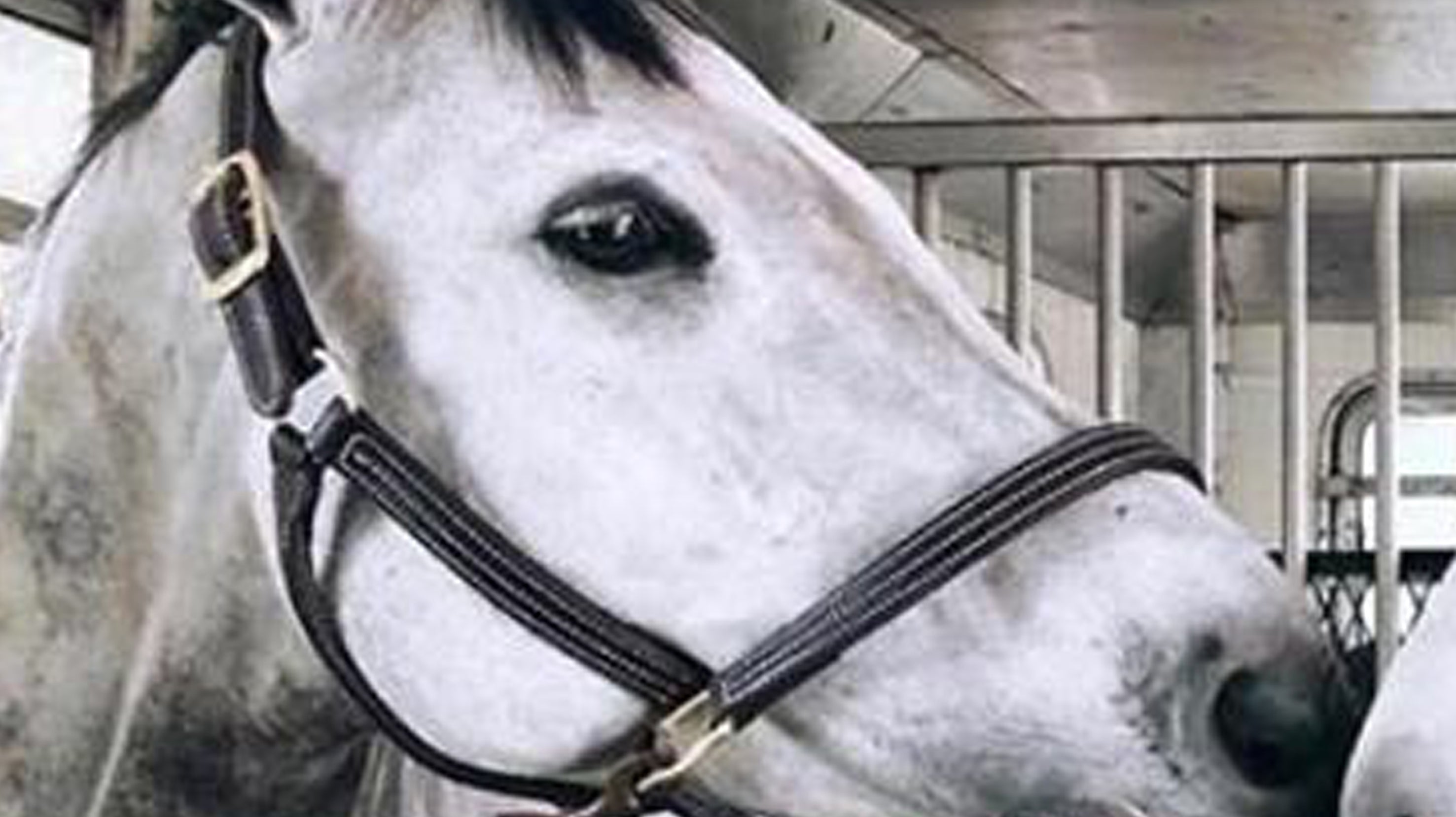 MOVING ON: AN EASY GUIDE TO TRAVELLING WITH YOUR HORSE