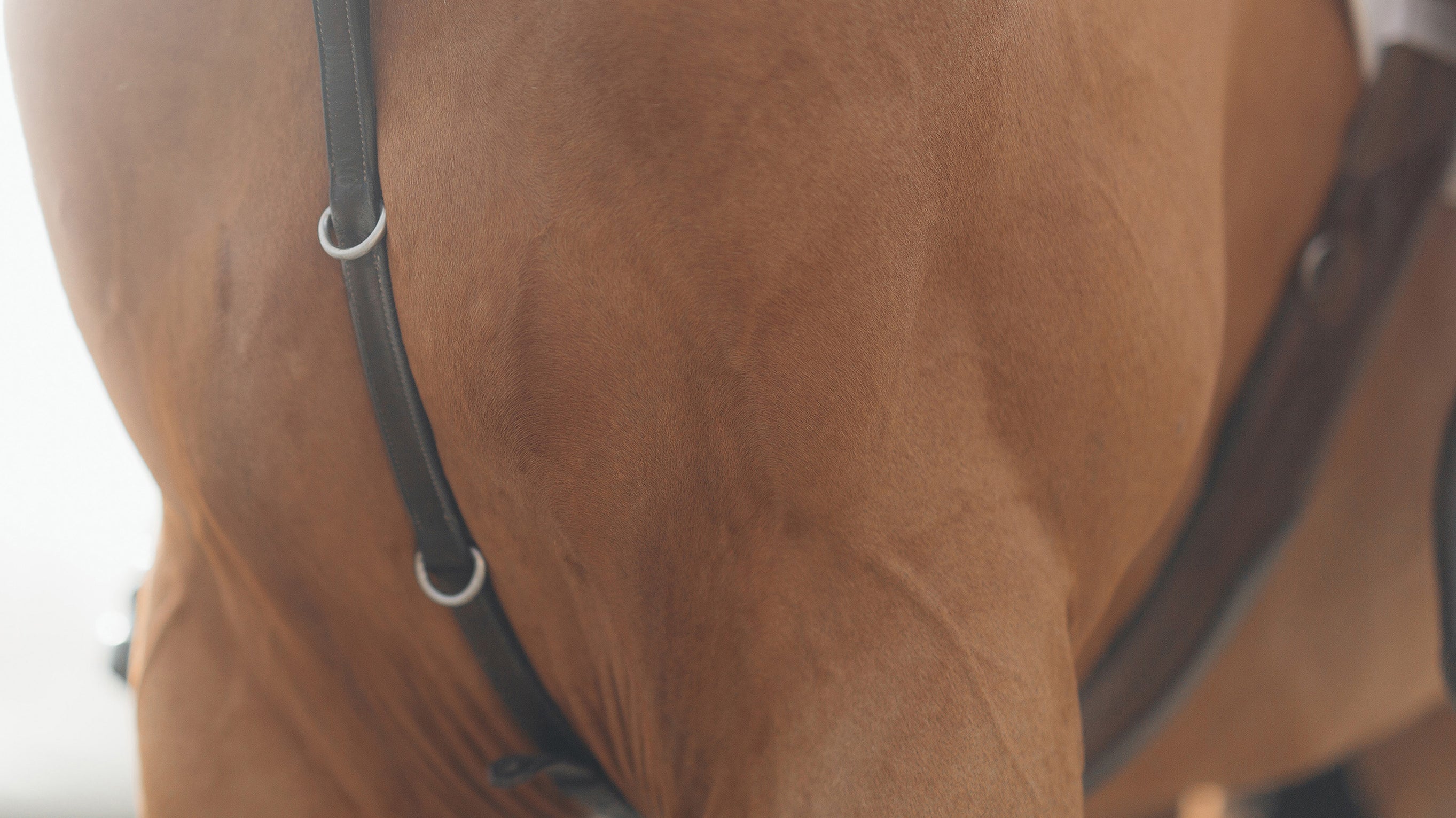 How To Buy Your First Horse