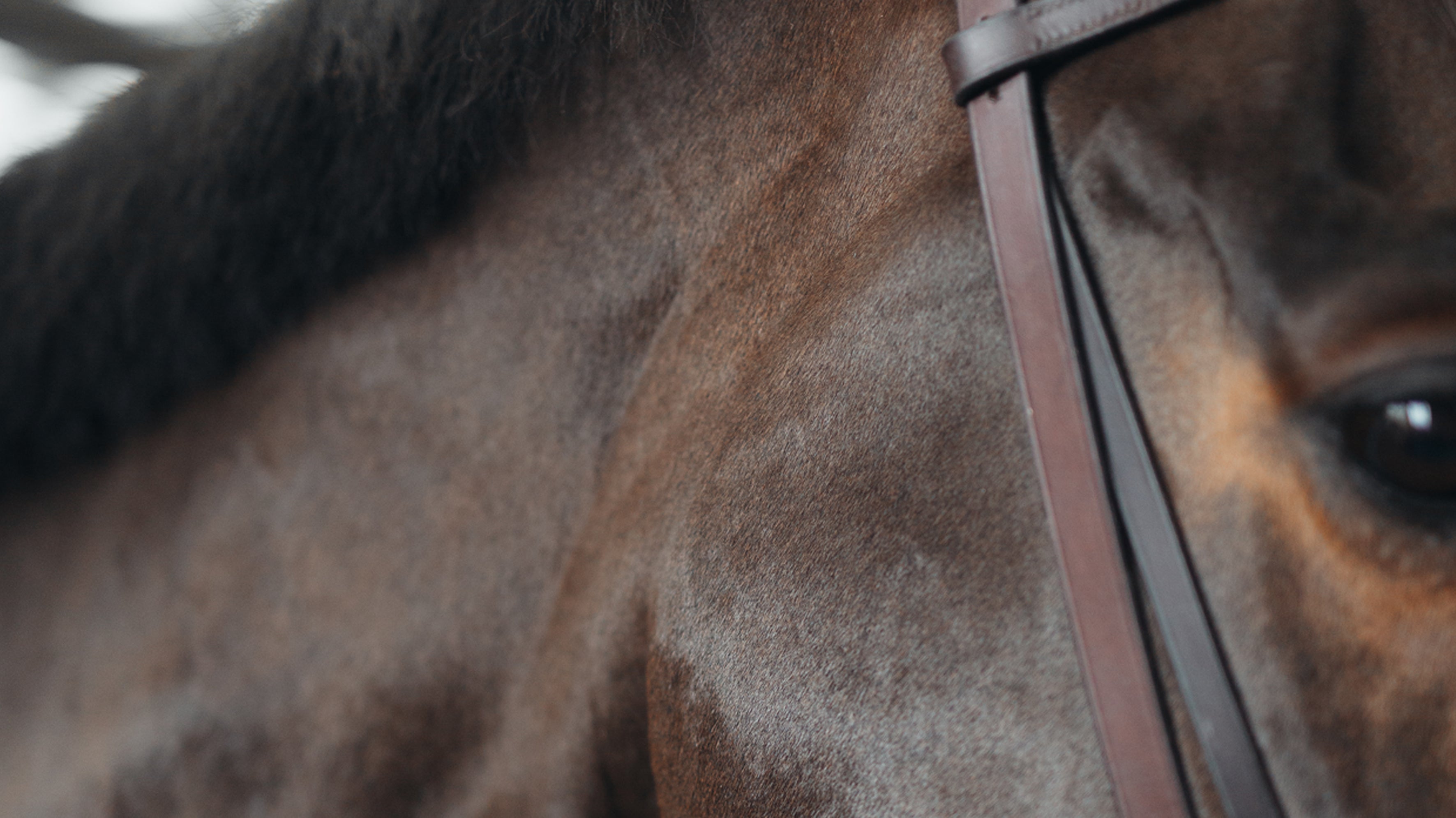 Everything You Need To Know About Horse Sharing