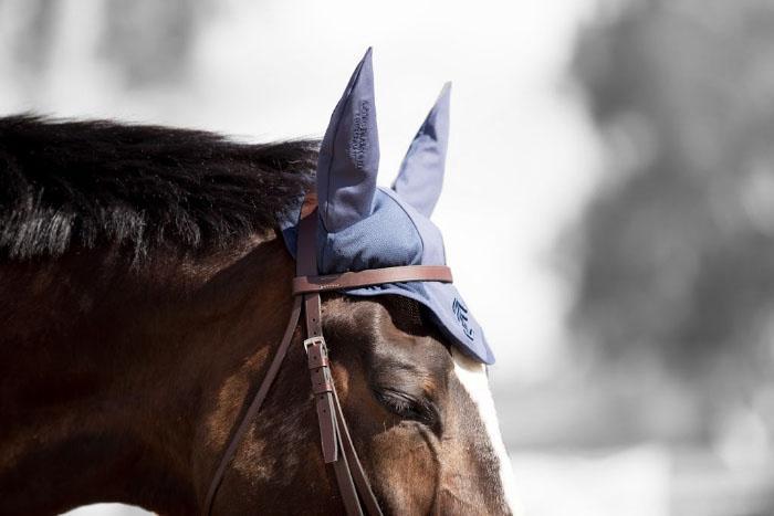 An Honest Review: Saddleseekshorse