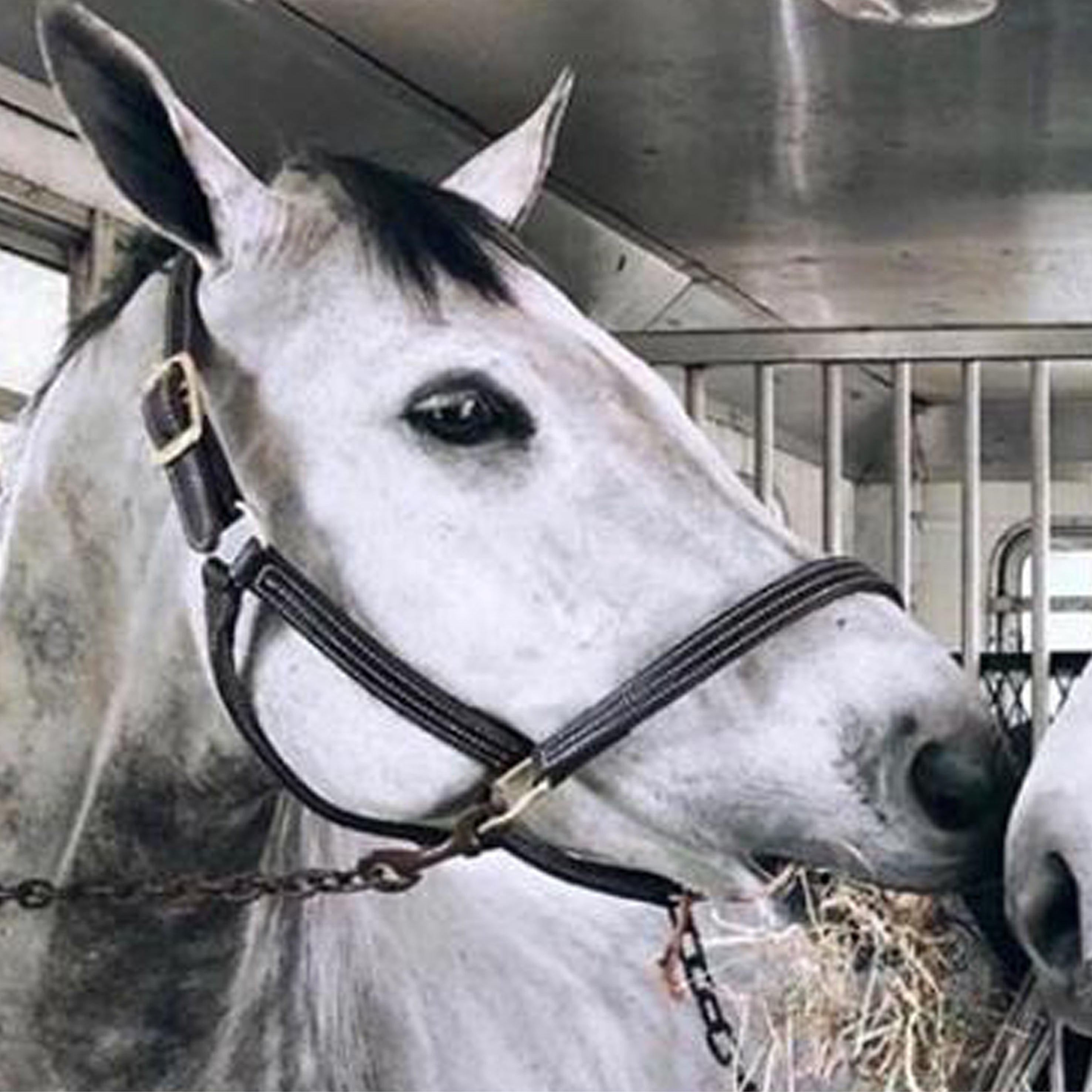 MOVING ON: AN EASY GUIDE TO TRAVELLING WITH YOUR HORSE