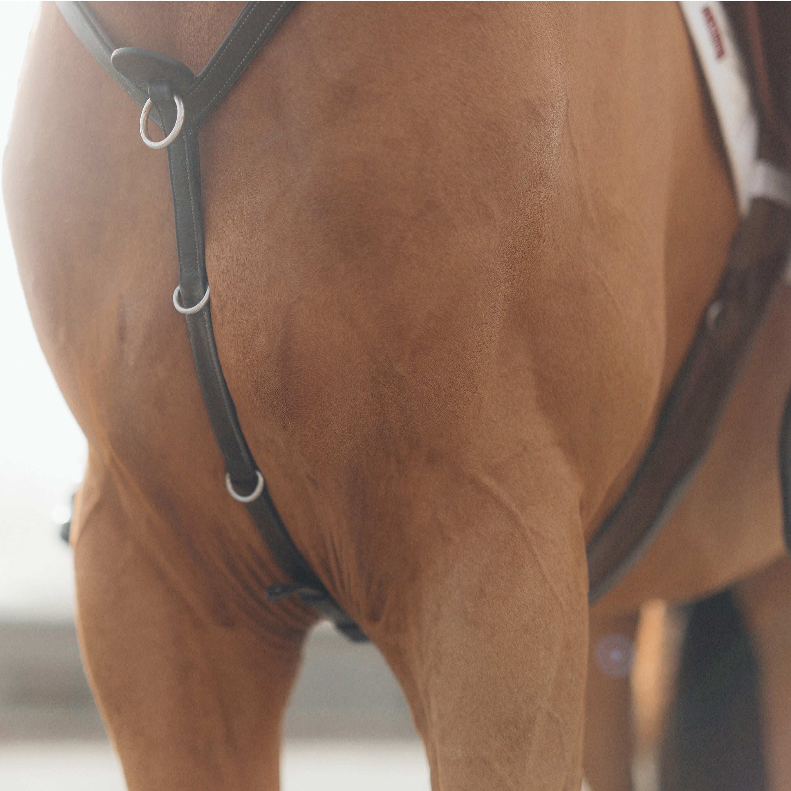 How To Buy Your First Horse