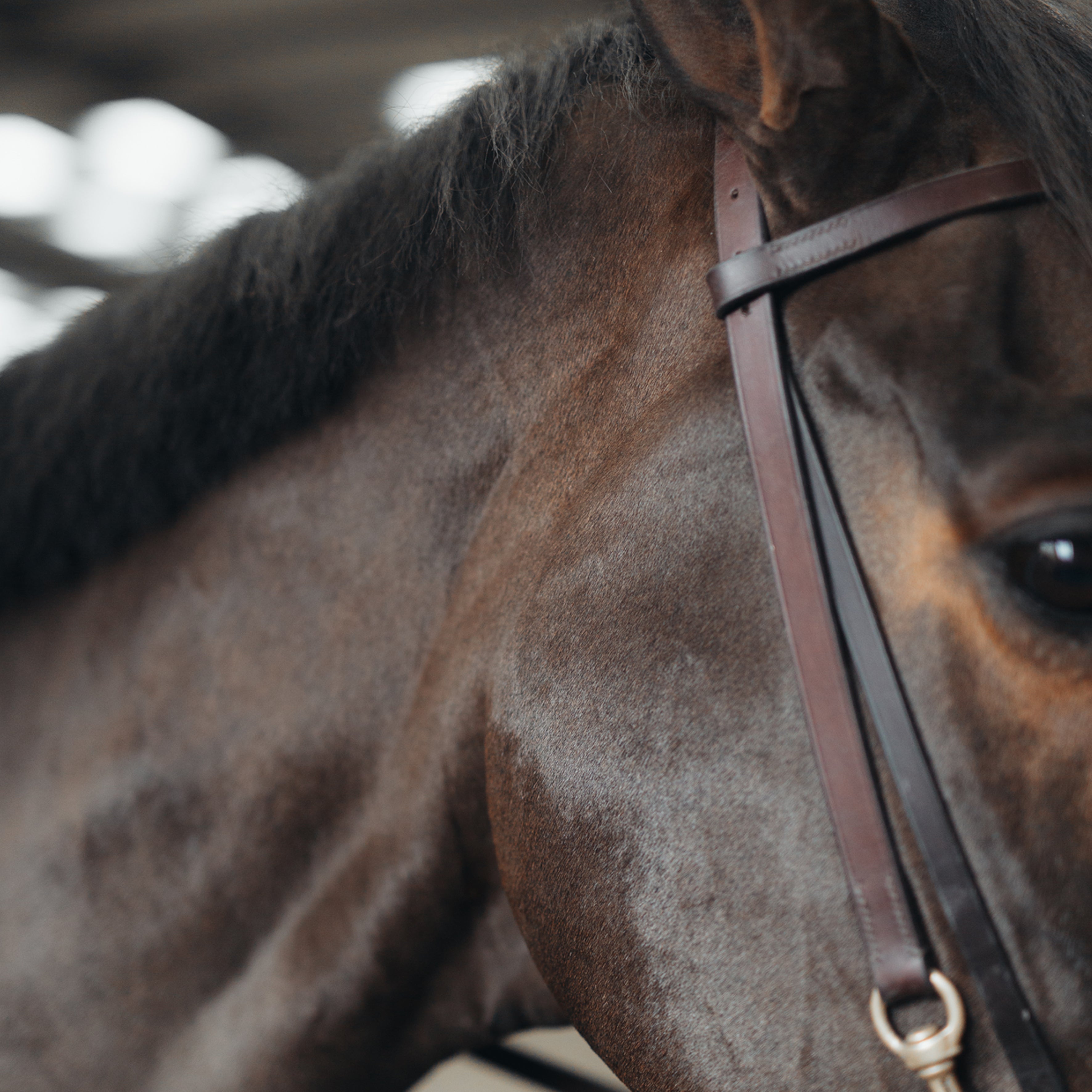 Everything You Need To Know About Horse Sharing